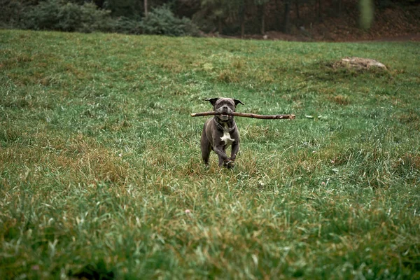 Ciddi Gri Çubuklu Cane Corso erkeği