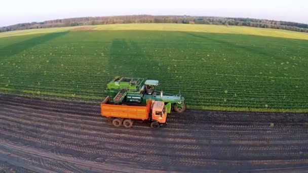 Recogida de zanahorias en el campo de tiro con drones al amanecer — Vídeo de stock