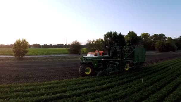 Recogida de zanahorias en el campo de tiro con drones al amanecer — Vídeos de Stock