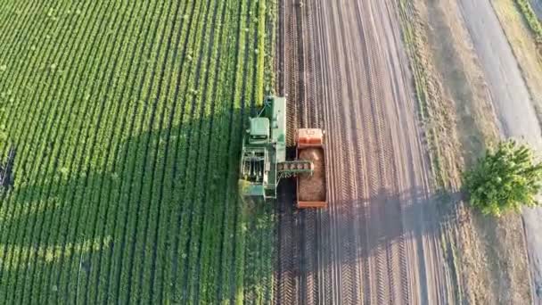 Verzamelen van wortelen in het veld drone schieten bij dageraad — Stockvideo