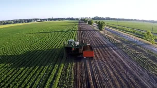 Sbírání mrkve v terénu drone střelba za úsvitu — Stock video