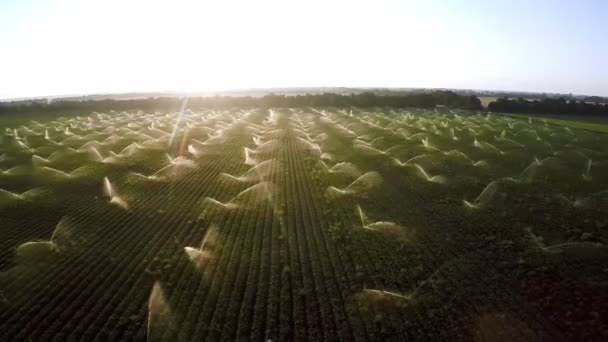 Möhren im Morgengrauen von einer Drohne aus gießen — Stockvideo