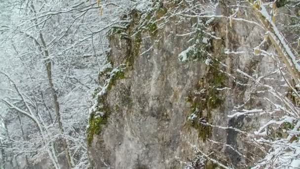 Зимнее Время Снег Падает Природа Выглядит Мирной — стоковое видео