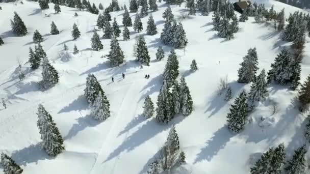 雪に覆われた美しいトウヒの木がたくさんあります 山の中で穏やかな冬の時間です 空中射撃 — ストック動画