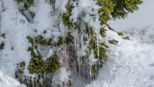 トウヒの木にはつららがたくさんあります 冬だし 雪も至る所で見ることができる — ストック動画