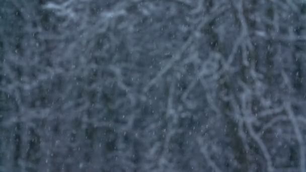 Hermosos Copos Nieve Están Cayendo Suelo Invierno Paisaje Tan Tranquilo — Vídeos de Stock