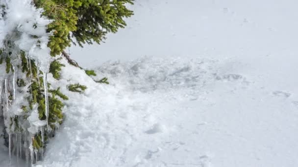 Zijn Veel Ijspegels Sparren Bomen Heuvels Het Winter — Stockvideo