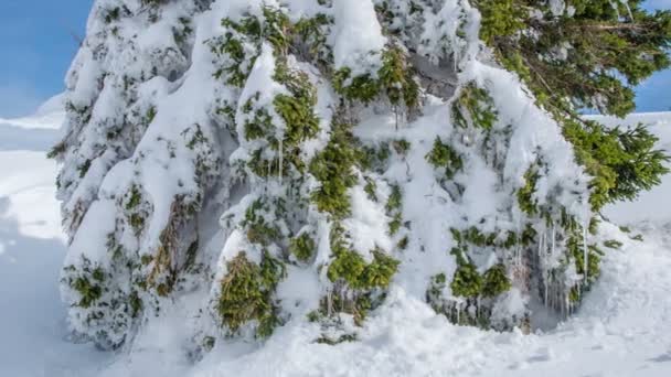 雪和冰柱 在云杉树上 我们可以看到树枝上结了很多雪 这是一个阳光明媚的冬日 — 图库视频影像