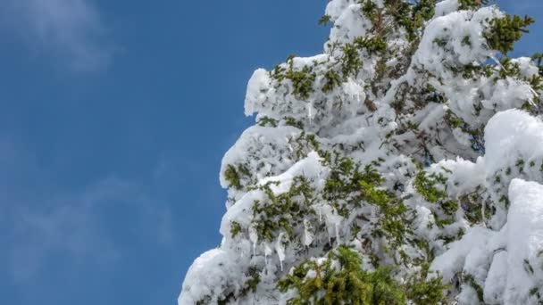 云杉树枝上有很多雪 天空是美丽和蓝色的 现在是冬天了 — 图库视频影像