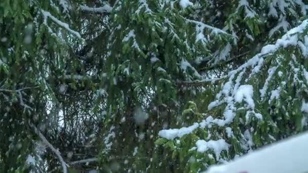 Podemos Ver Hermosos Abetos Invierno Está Nevando Naturaleza Parece Cuento — Vídeo de stock