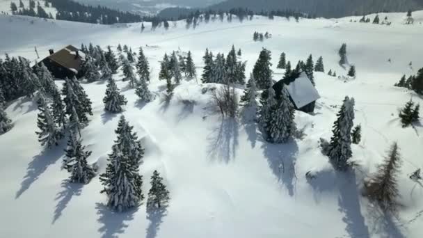 Захватывающий Вид Снежную Природу Воздушный Выстрел Горах Растут Еловые Деревья — стоковое видео
