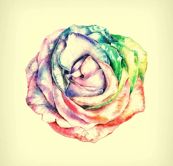 Fleur Rose Arc Ciel Illustration Détaillée Botanique Vintage Imprimable Poster — Photo
