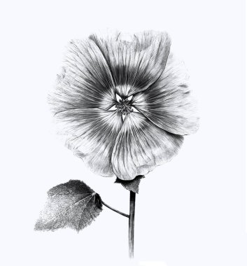 Elle çizilmiş gül çiçeği. Klasik botanik detaylı illüstrasyon Baskı tablosu Büyük boyutlu poster tasarımı Sketch eski tarz monokrom rengi şık romantik moda kartı, sanat kartı