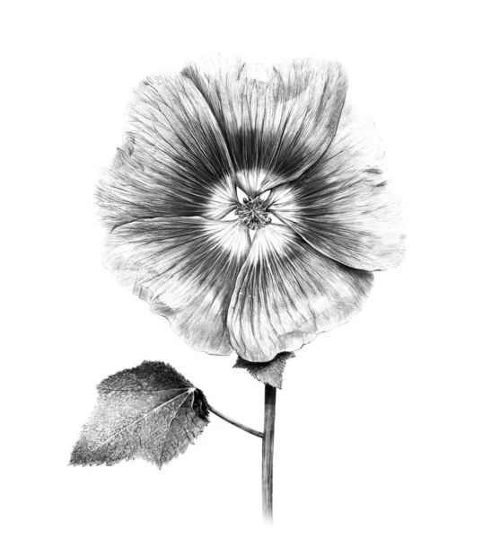 Hand Drawn Rose Hollyhock Flower Vintage Botanical Detailed Illustration Printable — Stock Photo, Image