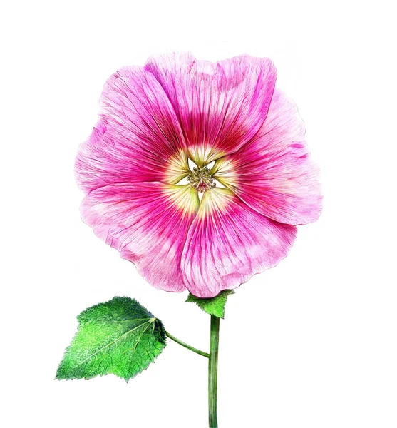 Alcea Rosea Isolado Rosa Hollyhock Arte — Fotografia de Stock