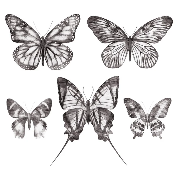 花と白い背景に隔離された水彩蝶 ヴィンテージ花明るいセット 抽象カラフルなイラストレトロ旧美術コレクション — ストック写真