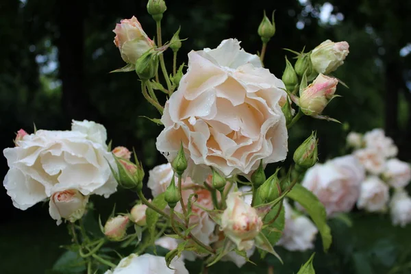 Kwiaty róże krem — Zdjęcie stockowe