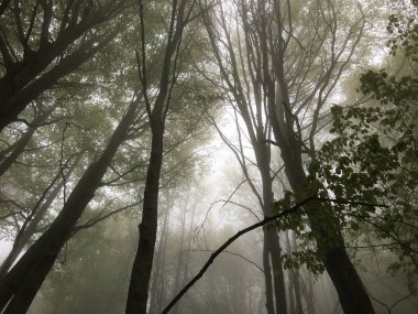 İçinde iz bir kayın ormanı
