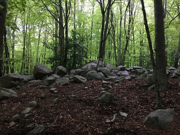 Bir kayın ormanı kayalarda