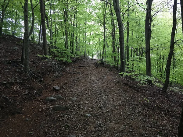 İçinde iz bir kayın ormanı