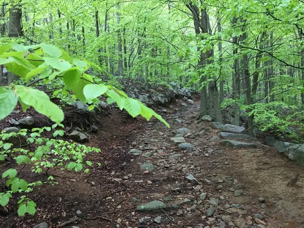 İçinde iz bir kayın ormanı