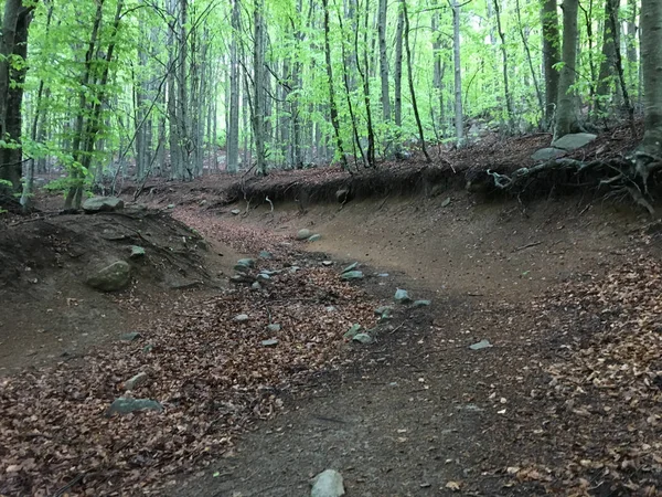 İçinde iz bir kayın ormanı