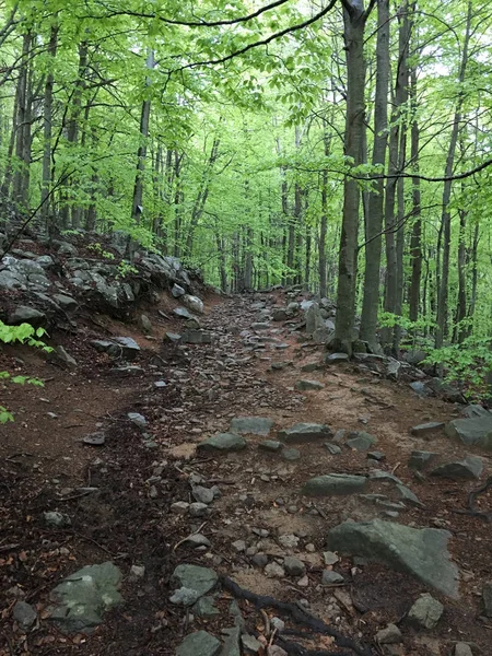 İçinde iz bir kayın ormanı