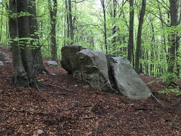 Bir kayın ormanı kayalarda