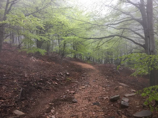 Kayın ormanı. Orman siste