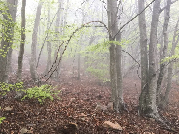 Kayın ormanı. Orman siste