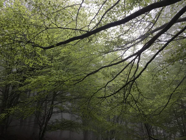 Kayın ormanı. Yeşil yaprakları.