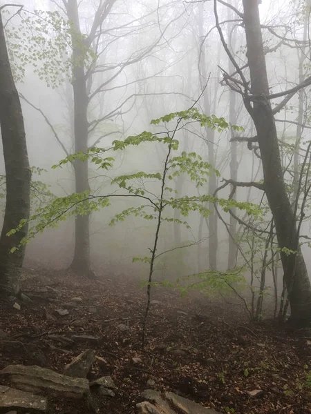 Kayın ormanı. Orman siste