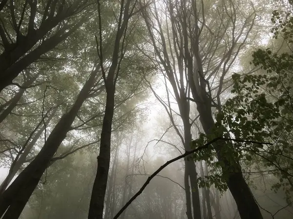 İçinde iz bir kayın ormanı