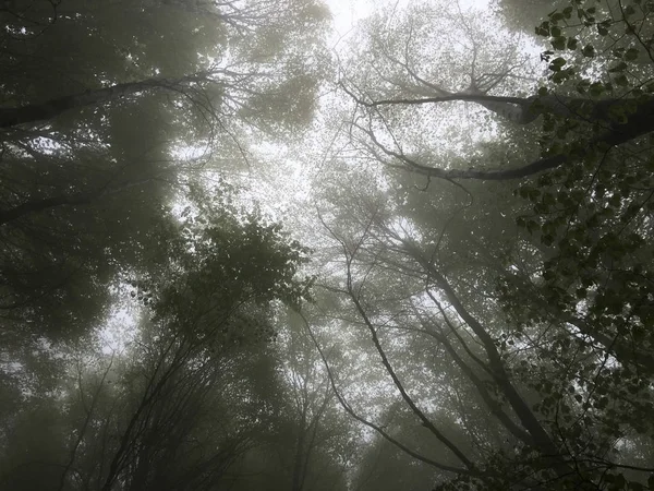 Kayın ormanı. Orman siste