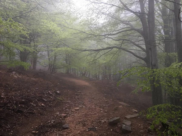 Cesta do bukového lesa. Mlha v lese Stock Fotografie