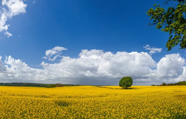 Raps Gelbe Rapsblüten Agrarlandschaft Polen Ermland Und Masuren — Stockfoto