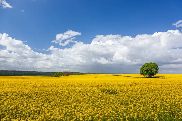 Рапсовые Желтые Рапсовые Цветы Сельскохозяйственный Пейзаж Польша Вармия Мазуры — стоковое фото