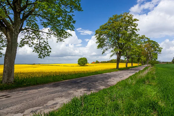 Rapeseed Yellow Rapeseed Flowers Agricultural Landscape Poland Warmia Mazury Stock Image