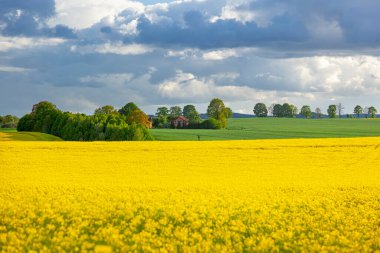 Kolza tohumu - sarı kolza çiçeği - tarım arazisi, Polonya, Warmia ve Mazury