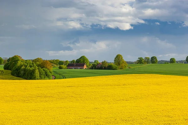 Rzepak Żółte Kwiaty Rzepaku Krajobraz Rolniczy Polska Warmia Mazury — Zdjęcie stockowe