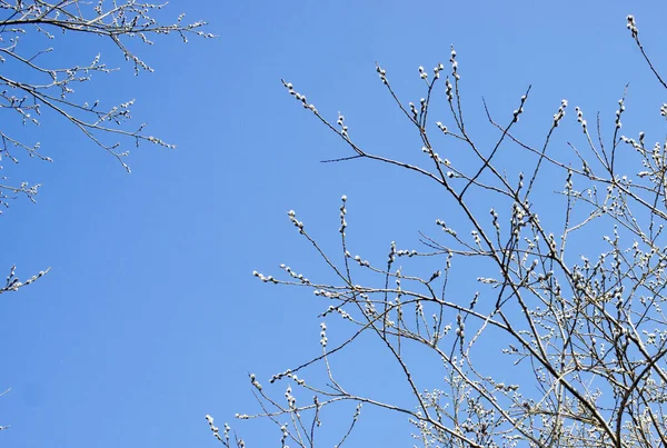 Verba květiny v jarním lese. Kvetoucí vrbová větev — Stock fotografie