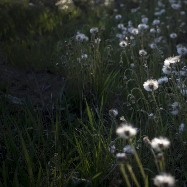 Witte paardebloem op de grond — Stockfoto