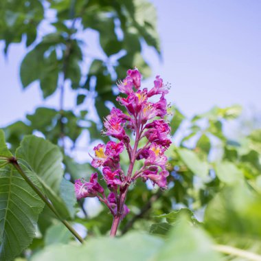 Pembe kestane ağacı çiçekleri.