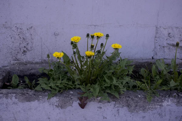 Jungpflanze mit Wurzeln und Erde auf dem Boden — Stockfoto