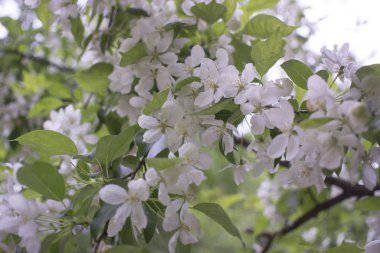 Elma ağaçları çiçek verir. Bir bitkinin tohum taşıyan parçası, genellikle parlak renkli taç yapraklarıyla çevrili üreme organlarından oluşur.