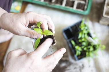 Bebek bitkileri tohumlama, tarımfiler için kara delik tepsileri. Bahar ekimi. Erken fide , pencere üzerinde evde kutuları nda tohumlardan yetiştirilen. kavram: kötü bitki bakımı, kurutulmuş çiçekler