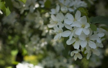 Elma ağaçları çiçek verir. Bir bitkinin tohum taşıyan parçası, genellikle parlak renkli taç yapraklarıyla çevrili üreme organlarından oluşur.
