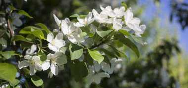 Elma ağaçları çiçek verir. Bir bitkinin tohum taşıyan parçası, genellikle parlak renkli taç yapraklarıyla çevrili üreme organlarından oluşur.