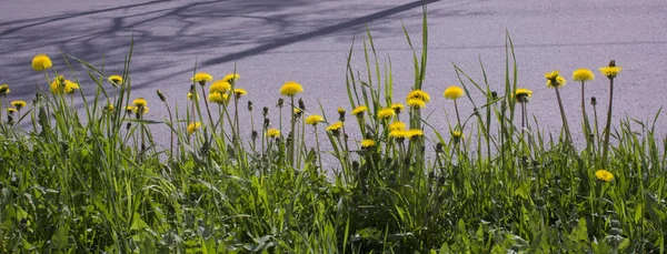 Jeune plante avec des racines et la terre sur un sol — Photo