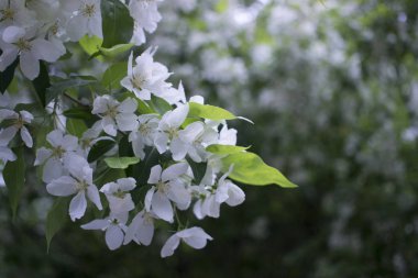 Elma ağaçları çiçek verir. Bir bitkinin tohum taşıyan parçası, genellikle parlak renkli taç yapraklarıyla çevrili üreme organlarından oluşur.